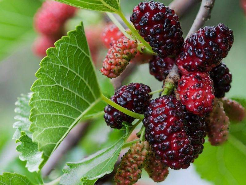 Шелковица купить саженцы из питомнике в Норильске