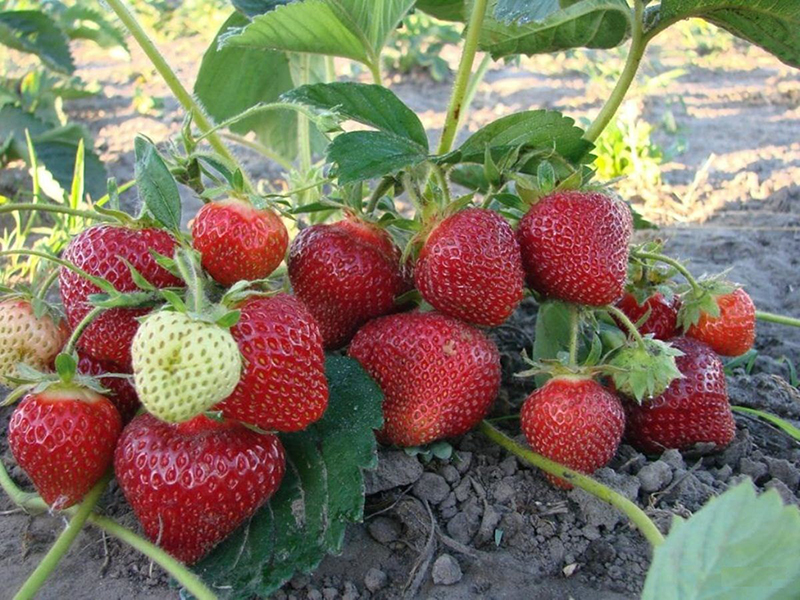 Клубника купить саженцы из питомника в Норильске