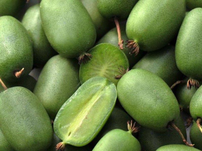 Актинидия купить саженцы из питомнике в Норильске