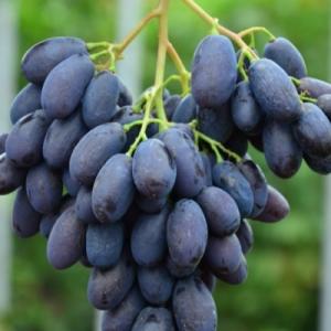Виноград "КАТАЛОНИЯ"